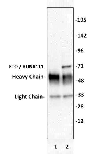 ETO / RUNXT1 antibody (pAb), sample - MyBio Ireland - Active Motif