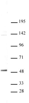 TIEG1 / KLF10 antibody (pAb), sample - MyBio Ireland - Active Motif