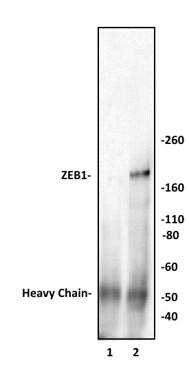 ZEB1 antibody (pAb), sample - MyBio Ireland - Active Motif
