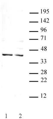Goosecoid antibody (pAb), sample - MyBio Ireland - Active Motif