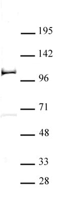 PHF20 antibody (pAb), sample - MyBio Ireland - Active Motif