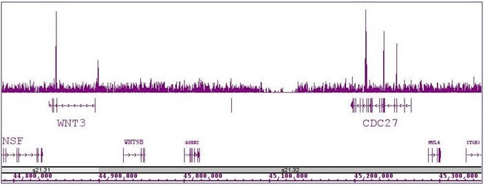 TCF7L1 / TCF3 antibody (pAb), sample - MyBio Ireland - Active Motif