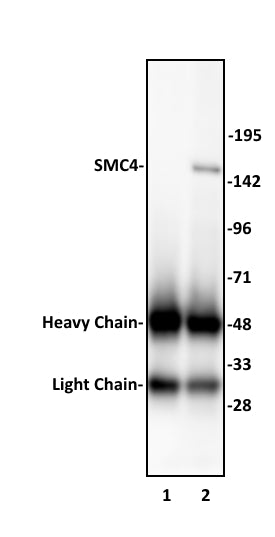 SMC4 antibody (pAb) - MyBio Ireland - Active Motif