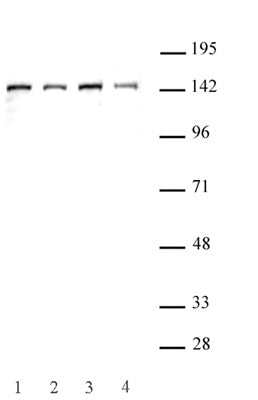 SMC3 antibody (pAb) - MyBio Ireland - Active Motif