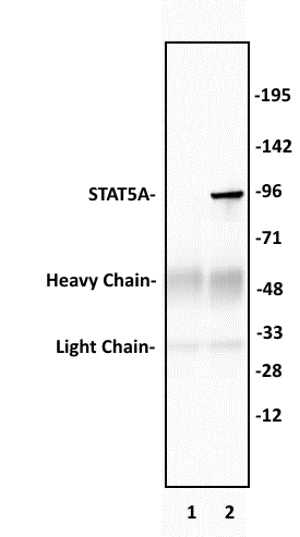 STAT5A antibody (pAb), sample - MyBio Ireland - Active Motif