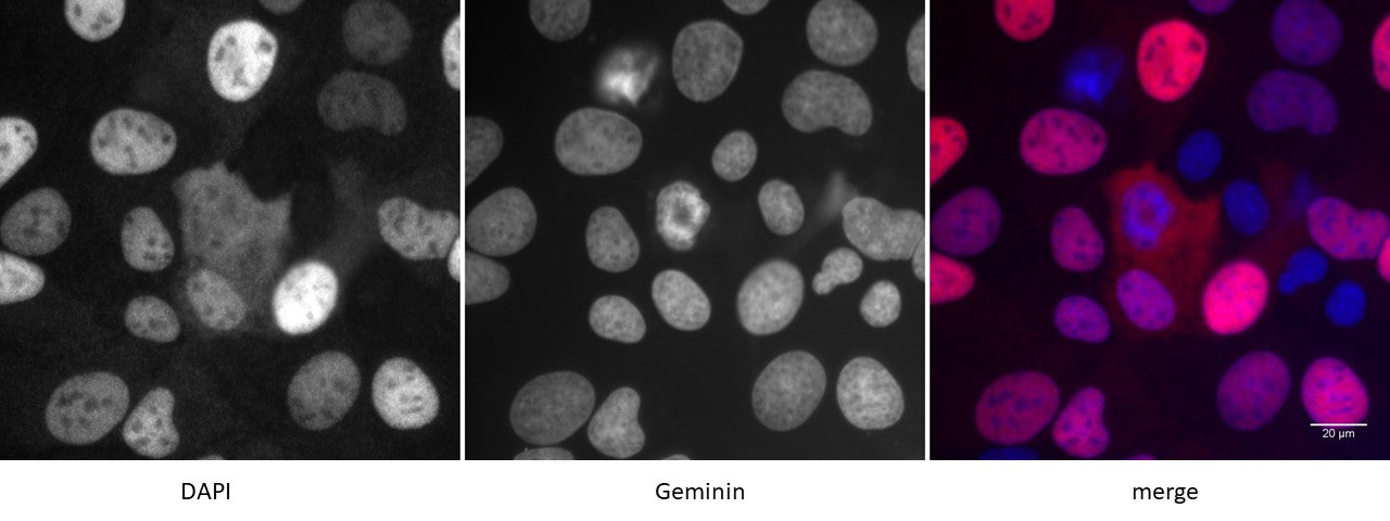 Geminin antibody (pAb) - MyBio Ireland - Active Motif