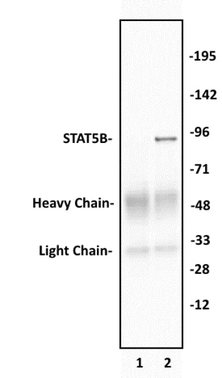 STAT5B antibody (pAb), sample - MyBio Ireland - Active Motif
