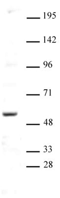 AIRE antibody (pAb), sample - MyBio Ireland - Active Motif