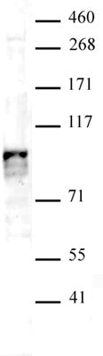 Notch3 antibody (mAb) - MyBio Ireland - Active Motif