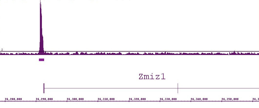 LXR-α antibody (pAb), sample - MyBio Ireland - Active Motif