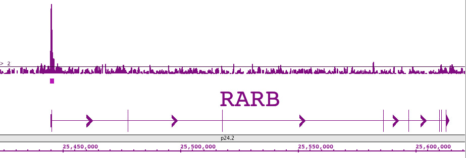 LXR-β antibody (pAb), sample - MyBio Ireland - Active Motif