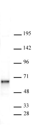 Sox11 antibody (pAb) - MyBio Ireland - Active Motif