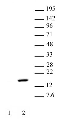 Histone H2AT120ph antibody (pAb) - MyBio Ireland - Active Motif