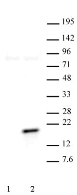 Histone H3T11ph antibody (pAb) - MyBio Ireland - Active Motif