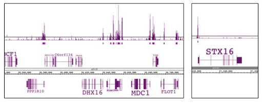 EED antibody (mAb), sample - MyBio Ireland - Active Motif