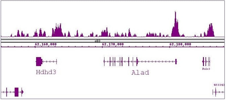 FOXG1 antibody (pAb), sample - MyBio Ireland - Active Motif