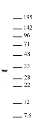 PHB / Prohibitin antibody (pAb) - MyBio Ireland - Active Motif