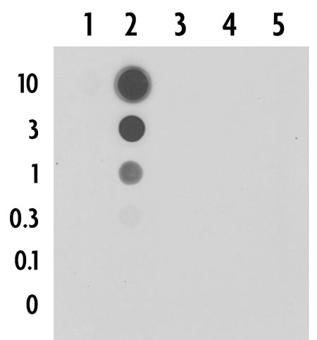 5-Formylcytosine (5-fC) antibody (pAb) - MyBio Ireland - Active Motif