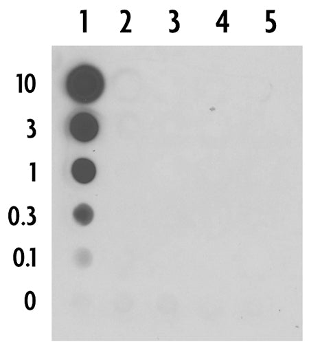 5-Carboxylcytosine (5-caC) antibody (pAb), sample - MyBio Ireland - Active Motif