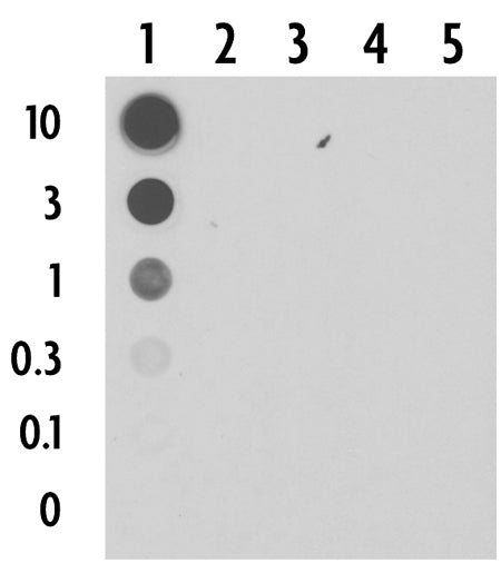 5-Carboxylcytosine (5-caC) antibody (pAb) - MyBio Ireland - Active Motif