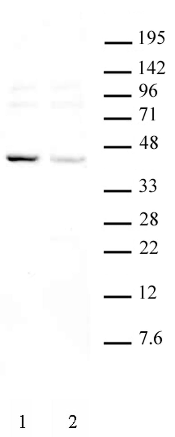 KLF6 antibody (pAb), sample - MyBio Ireland - Active Motif