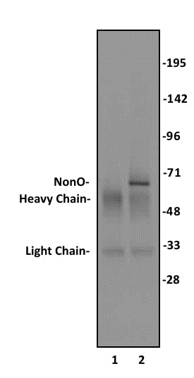 NonO antibody (pAb) - MyBio Ireland - Active Motif