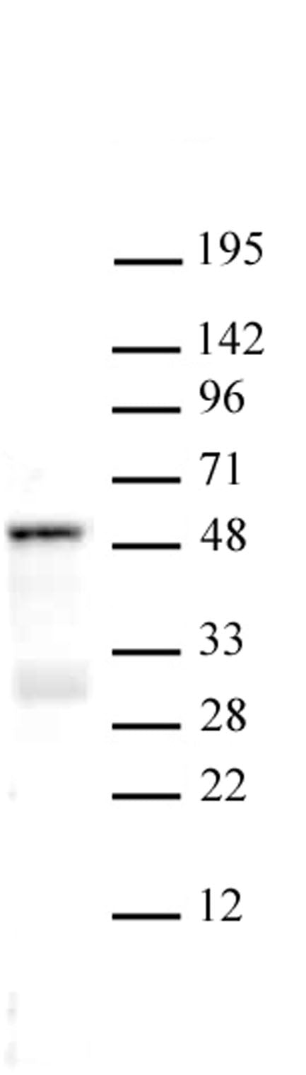SMAD3 antibody (pAb) - MyBio Ireland - Active Motif