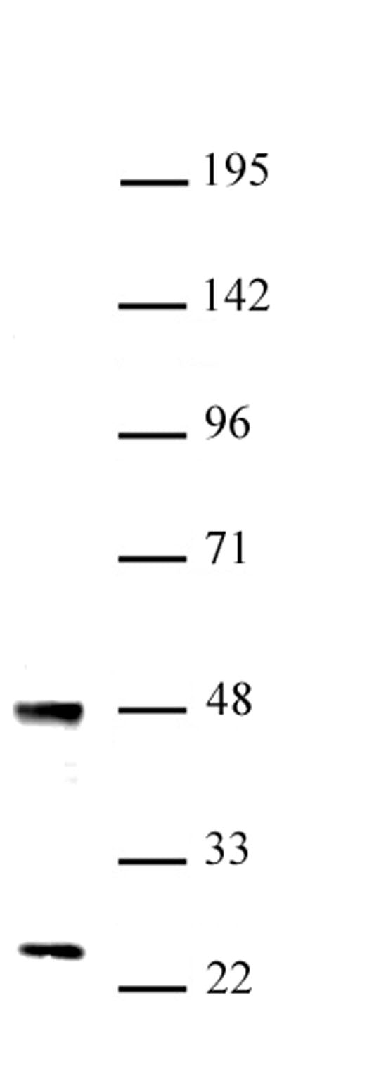 UTF1 antibody (pAb), sample - MyBio Ireland - Active Motif