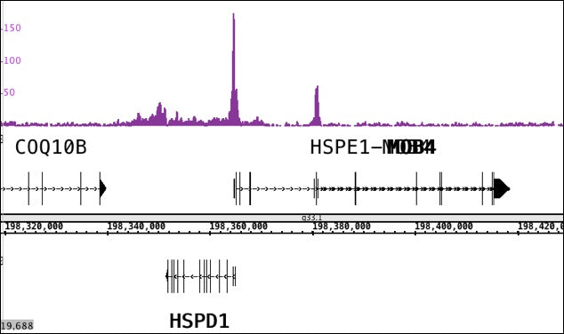 CTBP2 antibody (pAb) - MyBio Ireland - Active Motif