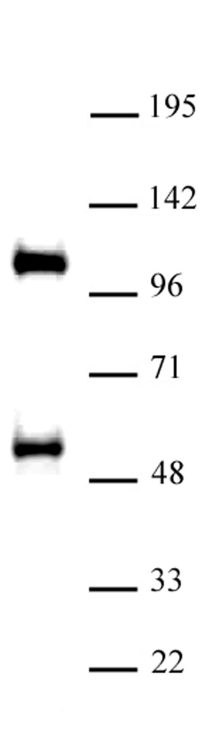 TAZ / WWTR1 antibody (pAb), sample - MyBio Ireland - Active Motif