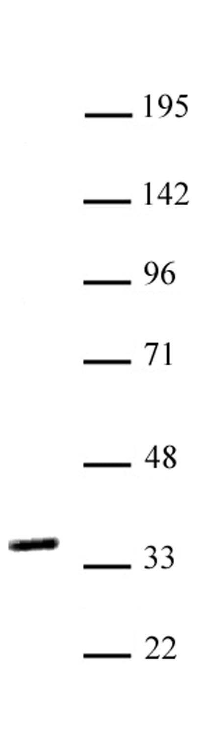 NKX2.5 antibody (pAb), sample - MyBio Ireland - Active Motif