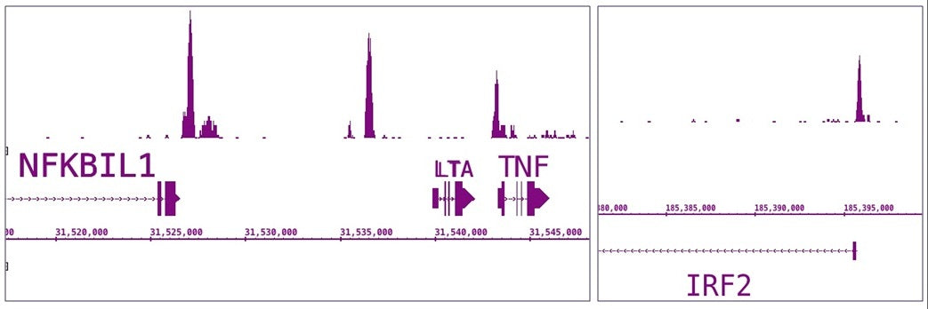 IRF-5 antibody (pAb), sample - MyBio Ireland - Active Motif