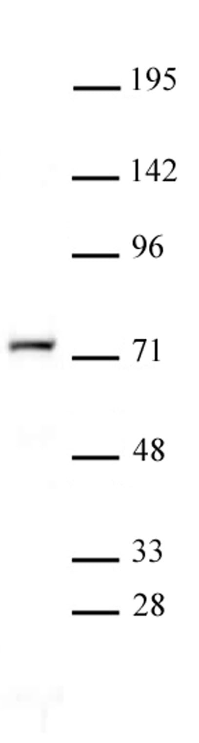 NR2C2 antibody (pAb) - MyBio Ireland - Active Motif