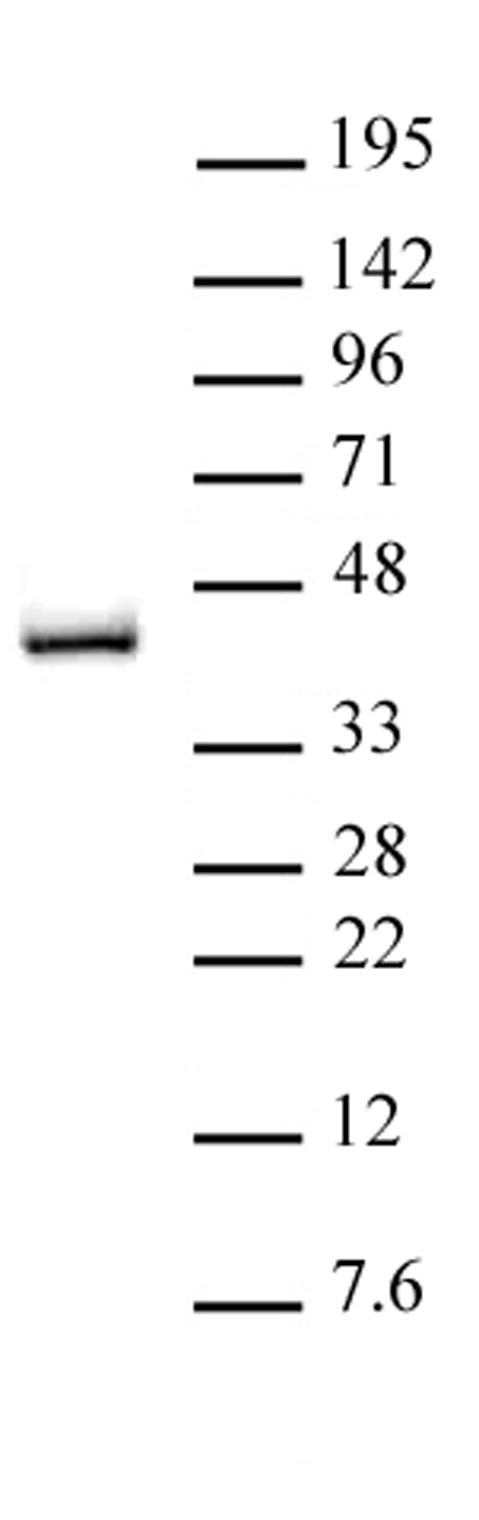 IRF-2 antibody (pAb) - MyBio Ireland - Active Motif