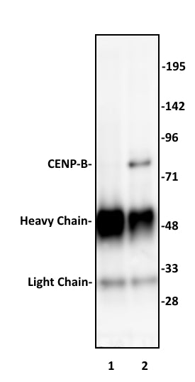 CENP-B antibody (pAb), sample - MyBio Ireland - Active Motif
