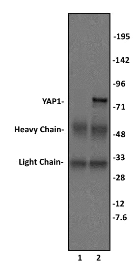 YAP1 antibody (pAb) - MyBio Ireland - Active Motif