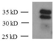 KLF6 antibody (mAb), sample - MyBio Ireland - Active Motif