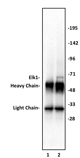 Elk-1 antibody (pAb), sample - MyBio Ireland - Active Motif