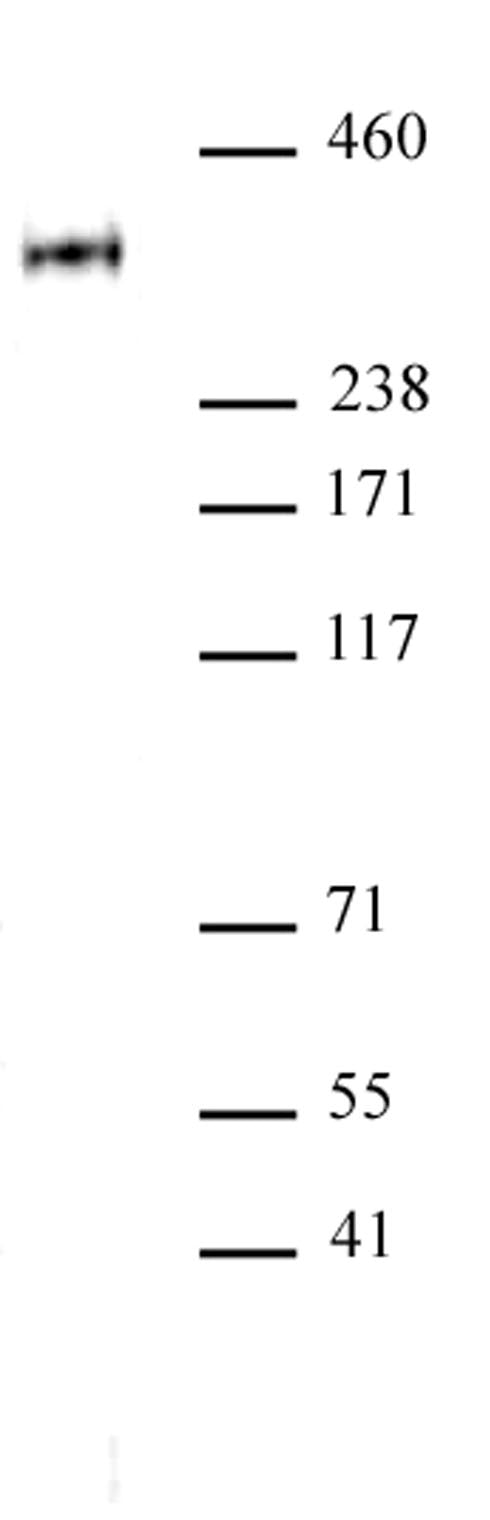 RNA pol II CTD phospho Thr4 antibody (pAb) - MyBio Ireland - Active Motif