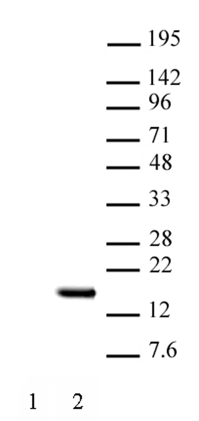 Histone H2BK15ac antibody (pAb) - MyBio Ireland - Active Motif