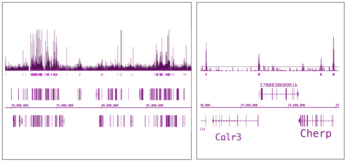 OGT/O-GlcNAc transferase antibody (pAb), sample - MyBio Ireland - Active Motif