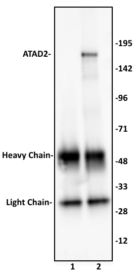 ATAD2 antibody (pAb) - MyBio Ireland - Active Motif