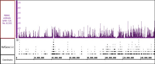 PBRM1 antibody (pAb), sample - MyBio Ireland - Active Motif