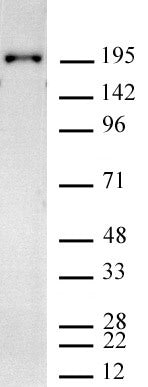 RNA Pol II CTD phospho Tyr1 antibody (mAb), sample - MyBio Ireland - Active Motif