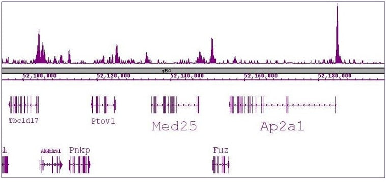 SRF antibody (mAb), sample - MyBio Ireland - Active Motif