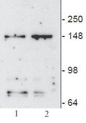 JMJD3 / KDM6B antibody (mAb) - MyBio Ireland - Active Motif