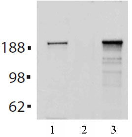 Tet2 antibody (mAb), sample - MyBio Ireland - Active Motif