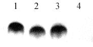 Histone H4K8K12K16 (pan-biotinylated) antibody (pAb) - MyBio Ireland - Active Motif