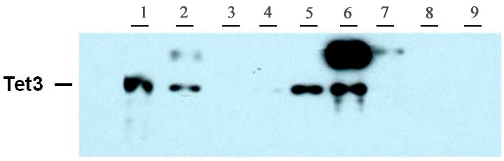 Tet3 antibody (pAb) - MyBio Ireland - Active Motif