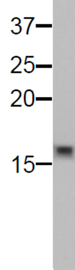 Histone H3K9me0 antibody (mAb) - MyBio Ireland - Active Motif
